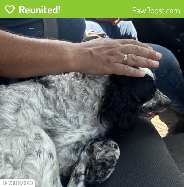Reunited Male Dog last seen going up lawrenceville highway , Lawrenceville, GA 30045
