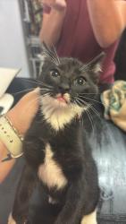 Shelter Stray Female Cat last seen Bexar County, 3353 Morningside Dr, New Braunfels, TX 78132, USA