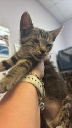 Shelter Stray Female Cat last seen Bexar County, 3353 Morningside Dr, New Braunfels, TX 78132, USA