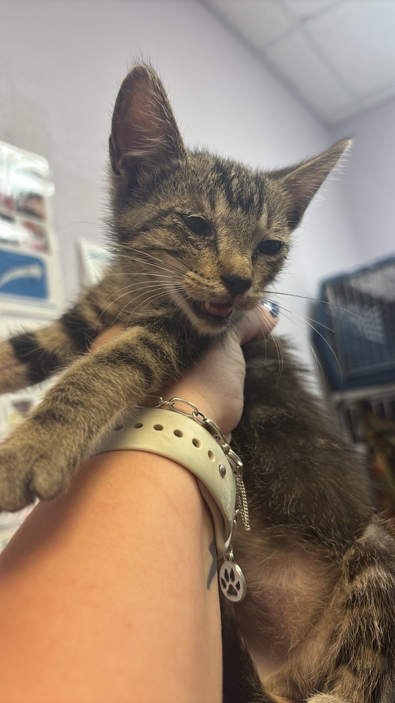 Shelter Stray Female Cat last seen Bexar County, 3353 Morningside Dr, New Braunfels, TX 78132, USA