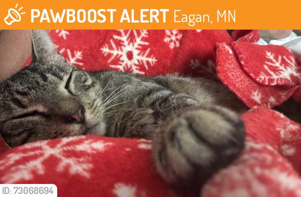 Found/Stray Male Cat last seen Pilot knob and Diffley, Eagan, MN 55122