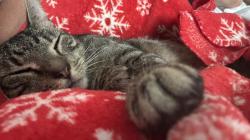 Found/Stray Male Cat last seen Pilot knob and Diffley, Eagan, MN 55122