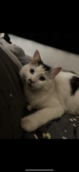 Lost Male Cat last seen Newbold Comyn, Royal Leamington Spa, England CV31 1LA