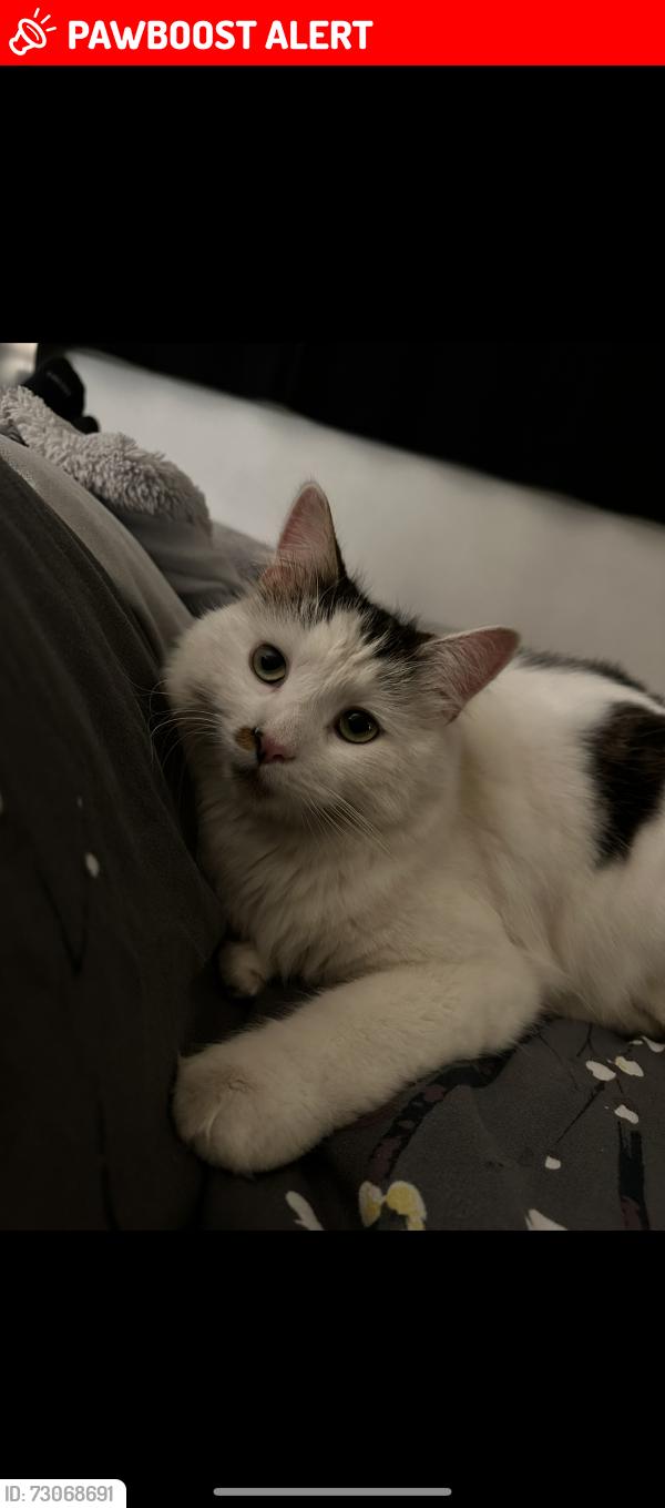 Lost Male Cat last seen Newbold Comyn, Royal Leamington Spa, England CV31 1LA