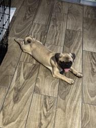 Lost Male Dog last seen Cielito park, Phoenix, AZ 85017