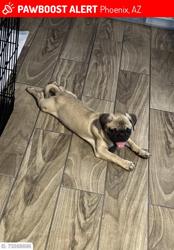 Lost Male Dog last seen Cielito park, Phoenix, AZ 85017