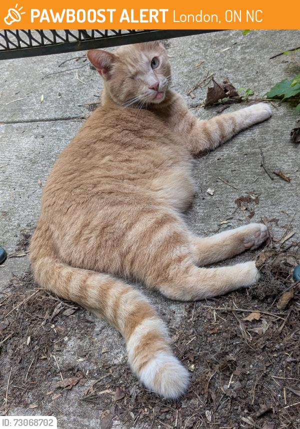 Found/Stray Male Cat last seen Across pondmills conservation area, London, ON N6C