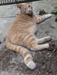 Found/Stray Male Cat last seen Across pondmills conservation area, London, ON N6C