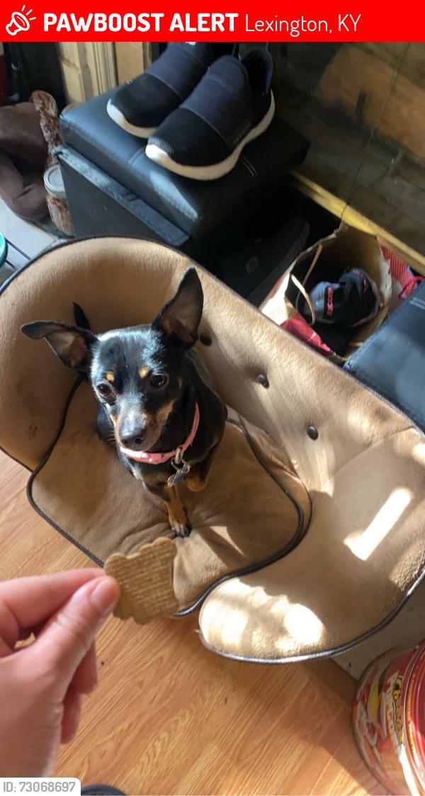 Lost Female Dog last seen Strawberry fields, Lexington, KY 40516
