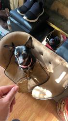 Lost Female Dog last seen Strawberry fields, Lexington, KY 40516