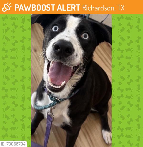Found/Stray Female Dog last seen Near S Central Expwy, Richardson, TX 75080