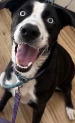 Found/Stray Female Dog last seen Near S Central Expwy, Richardson, TX 75080
