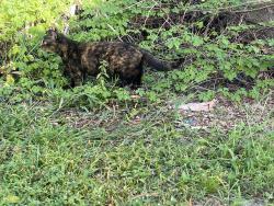 Lost Female Cat last seen 7-11 7124 N Dale Mabry Hwy Tampa Fl,33614, Tampa, FL 33614