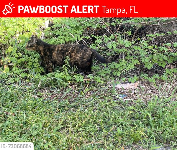 Lost Female Cat last seen 7-11 7124 N Dale Mabry Hwy Tampa Fl,33614, Tampa, FL 33614