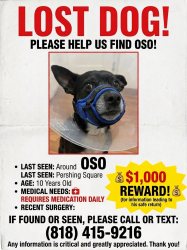 Lost Male Dog last seen 6th st and Hope, Los Angeles, CA 90014