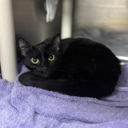 Shelter Stray Female Cat last seen WALDEN RUN, 4950 SW Triana Blvd, Huntsville, AL 35805, USA