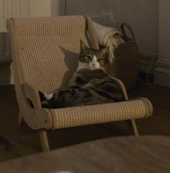 Reunited Male Cat last seen Enmore Avenue and Holland Road, Greater London, England SE25