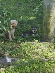 Found/Stray Male Dog last seen Nova, Davie, FL 33324