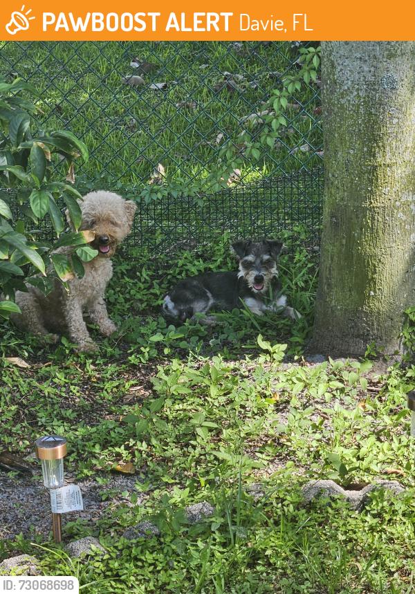 Found/Stray Male Dog last seen Nova, Davie, FL 33324