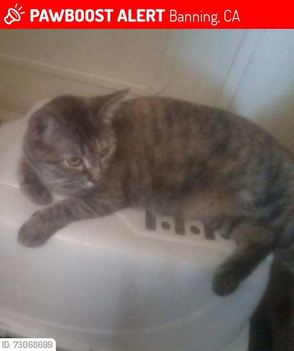 Lost Female Cat last seen 2nd street, Banning, CA 92220