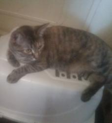 Lost Female Cat last seen 2nd street, Banning, CA 92220