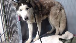 Shelter Stray Male Dog last seen , 11258 Garfield Ave, Downey, CA 90242, USA