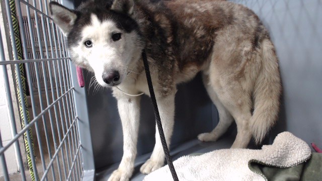 Shelter Stray Male Dog last seen , 11258 Garfield Ave, Downey, CA 90242, USA
