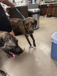 Reunited Male Dog last seen Rockwell Britton Road, Oklahoma City, OK 73132