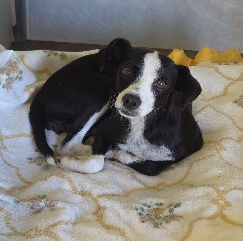 Shelter Stray Female Dog last seen Near BLOCK WEEDPATCH HWY, BAKERSFIELD CA 93307, 3951 Fruitvale Ave, Bakersfield, CA 93308, USA