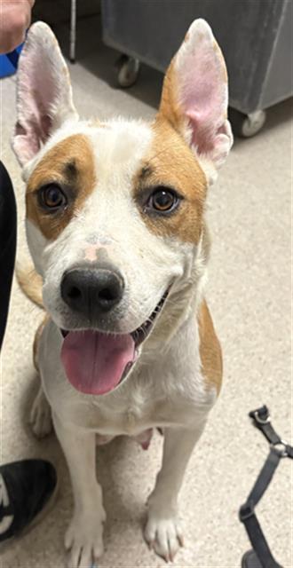 Shelter Stray Female Dog last seen Near BLOCK WILSON AVE, BAKERSFIELD CA 93308, 3951 Fruitvale Ave, Bakersfield, CA 93308, USA