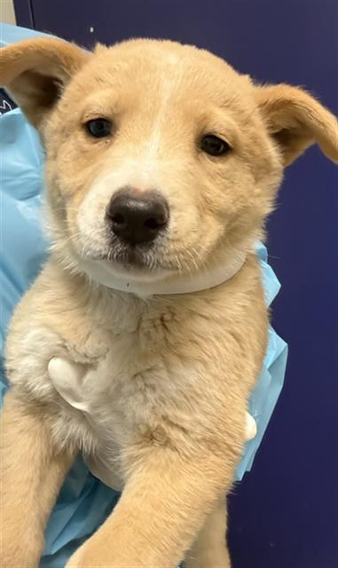 Shelter Stray Female Dog last seen Near BLOCK WILSON AVE, BAKERSFIELD CA 93308, 3951 Fruitvale Ave, Bakersfield, CA 93308, USA