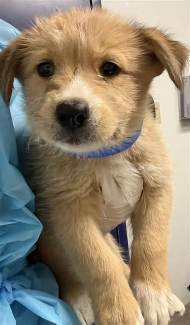 Shelter Stray Male Dog last seen Near BLOCK WILSON AVE, BAKERSFIELD CA 93308, 3951 Fruitvale Ave, Bakersfield, CA 93308, USA