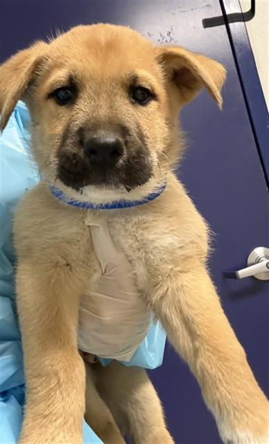 Shelter Stray Male Dog last seen Near BLOCK WILSON AVE, BAKERSFIELD CA 93308, 3951 Fruitvale Ave, Bakersfield, CA 93308, USA