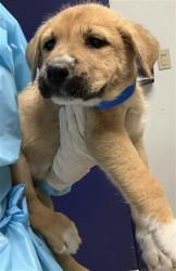 Shelter Stray Male Dog last seen Near BLOCK WILSON AVE, BAKERSFIELD CA 93308, 3951 Fruitvale Ave, Bakersfield, CA 93308, USA