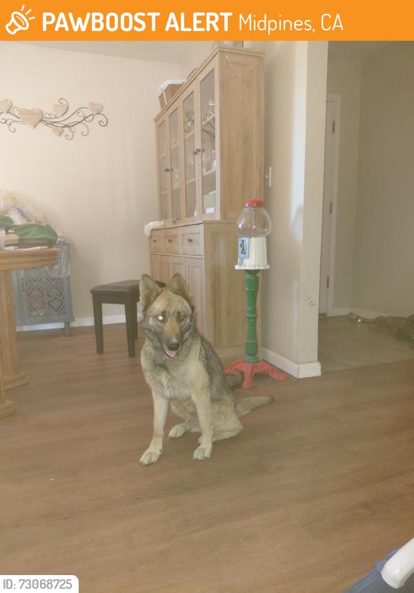 Found/Stray Female Dog last seen Hwy 140, Midpines, CA 95345