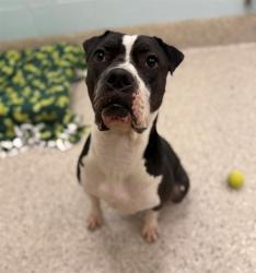 Shelter Stray Female Dog last seen Near BLOCK ORLEANS, 12155 Park Blvd, Brighton, CO 80601, USA