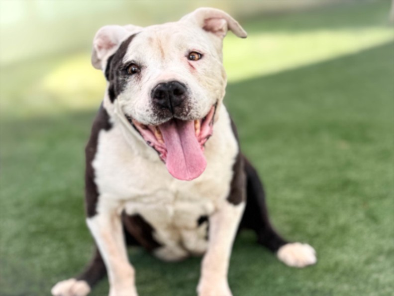 Shelter Stray Female Dog last seen , 957 N Gaffey St, San Pedro, CA 90731, USA