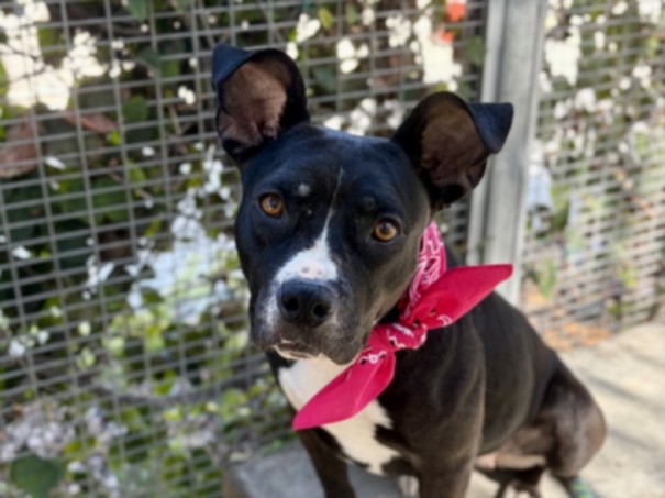 Shelter Stray Female Dog last seen , 957 N Gaffey St, San Pedro, CA 90731, USA