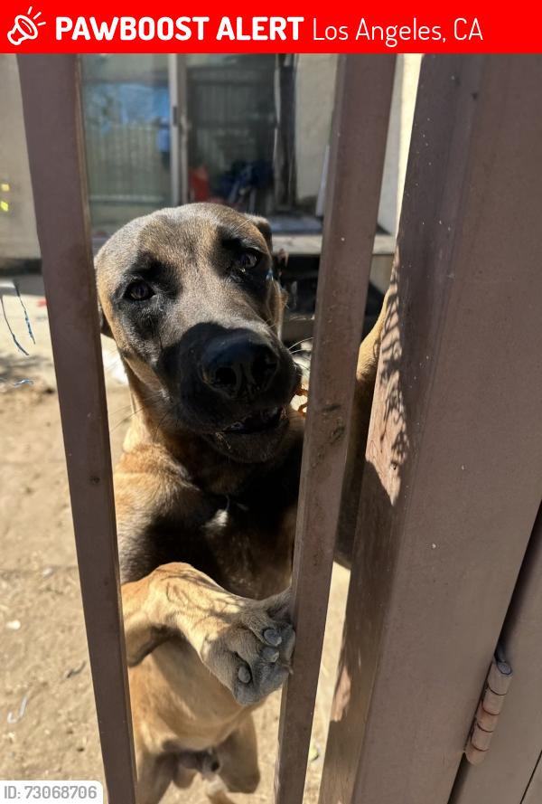 Lost Male Dog last seen Cesar Chavez, Los Angeles, CA 90022