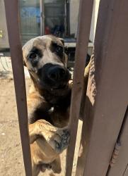Lost Male Dog last seen Cesar Chavez, Los Angeles, CA 90022