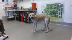 Shelter Stray Male Dog last seen 11TH ST-DIVISION / VIA AUTO-RETURN, 1419 Bryant St, San Francisco, CA 94103, USA
