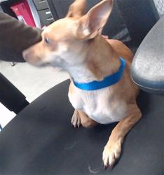 Shelter Stray Male Dog last seen 30TH/ MISSION, 1419 Bryant St, San Francisco, CA 94103, USA