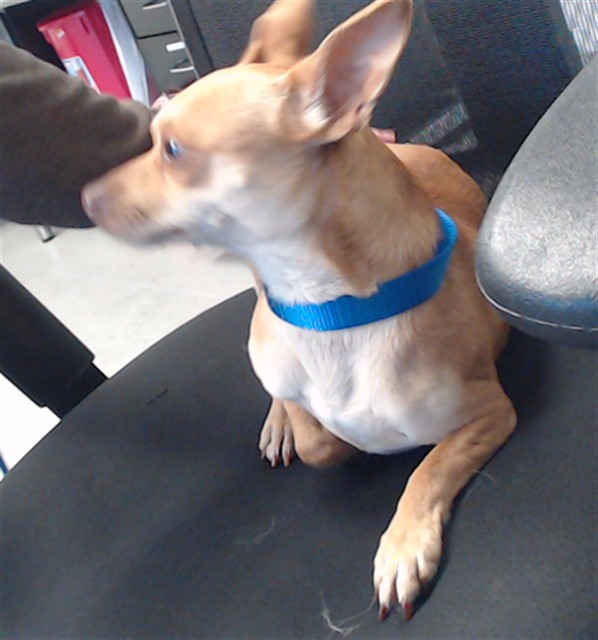 Shelter Stray Male Dog last seen 30TH/ MISSION, 1419 Bryant St, San Francisco, CA 94103, USA