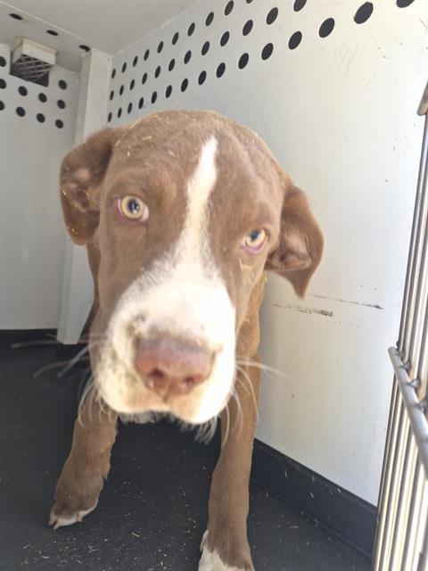 Shelter Stray Male Dog last seen Near BLK JEFFERSON ST, BAKERSFIELD CA, 201 S Mt Vernon Ave, Bakersfield, CA 93307, USA