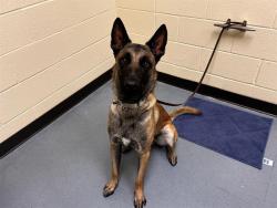 Shelter Stray Male Dog last seen Near BLOCK E 19TH AVE, DENVER CO 80218, 1241 W Bayaud Ave, Denver, CO 80223, USA