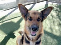 Shelter Stray Male Dog last seen , 3201 Lacy St, Los Angeles, CA 90031, USA