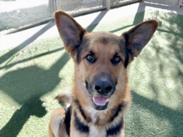 Shelter Stray Male Dog last seen , 3201 Lacy St, Los Angeles, CA 90031, USA