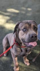 Shelter Stray Male Dog last seen , West Valley Animal Shelter, 20655 Plummer St, Chatsworth, CA 91311, USA