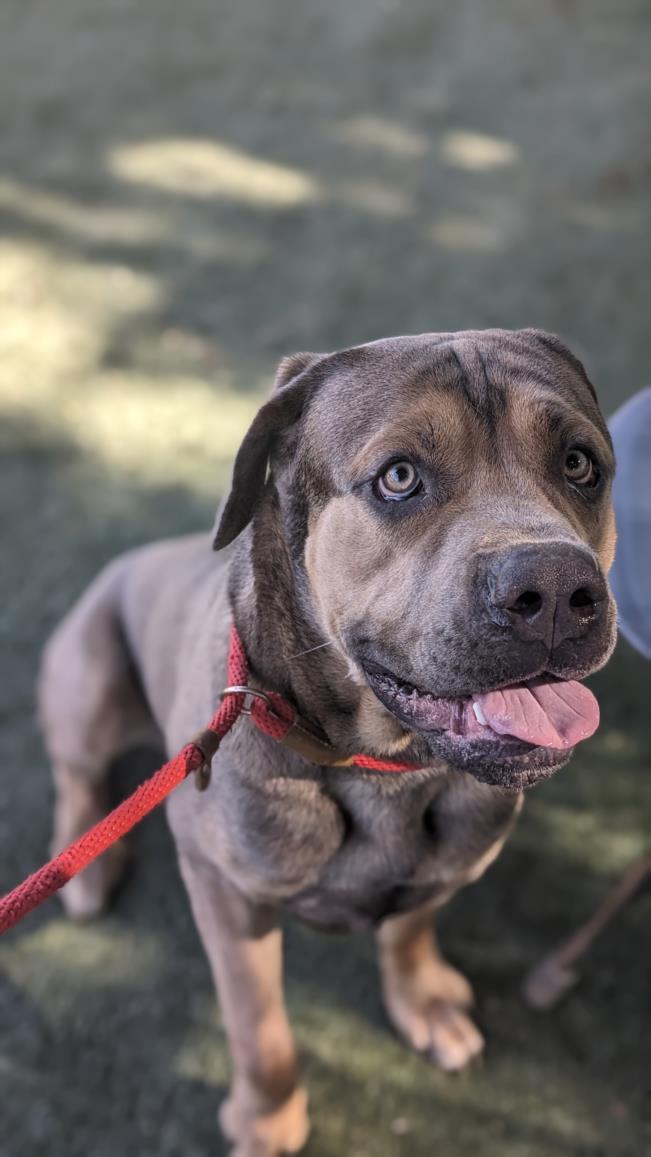 Shelter Stray Male Dog last seen , West Valley Animal Shelter, 20655 Plummer St, Chatsworth, CA 91311, USA