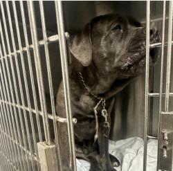 Shelter Stray Male Dog last seen , West Valley Animal Shelter, 20655 Plummer St, Chatsworth, CA 91311, USA